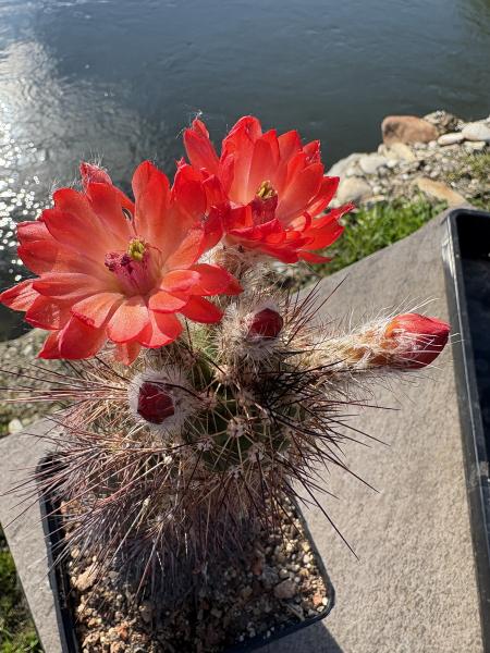 Echinocereus coccineus